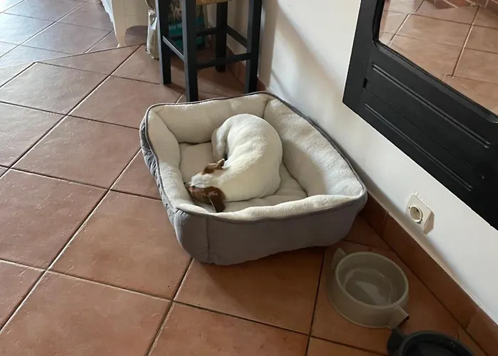 Le Cordonnier D'autrefois - 15 Minutes Du Puy Du Fou 度假居 Mortagne-sur-Sevre